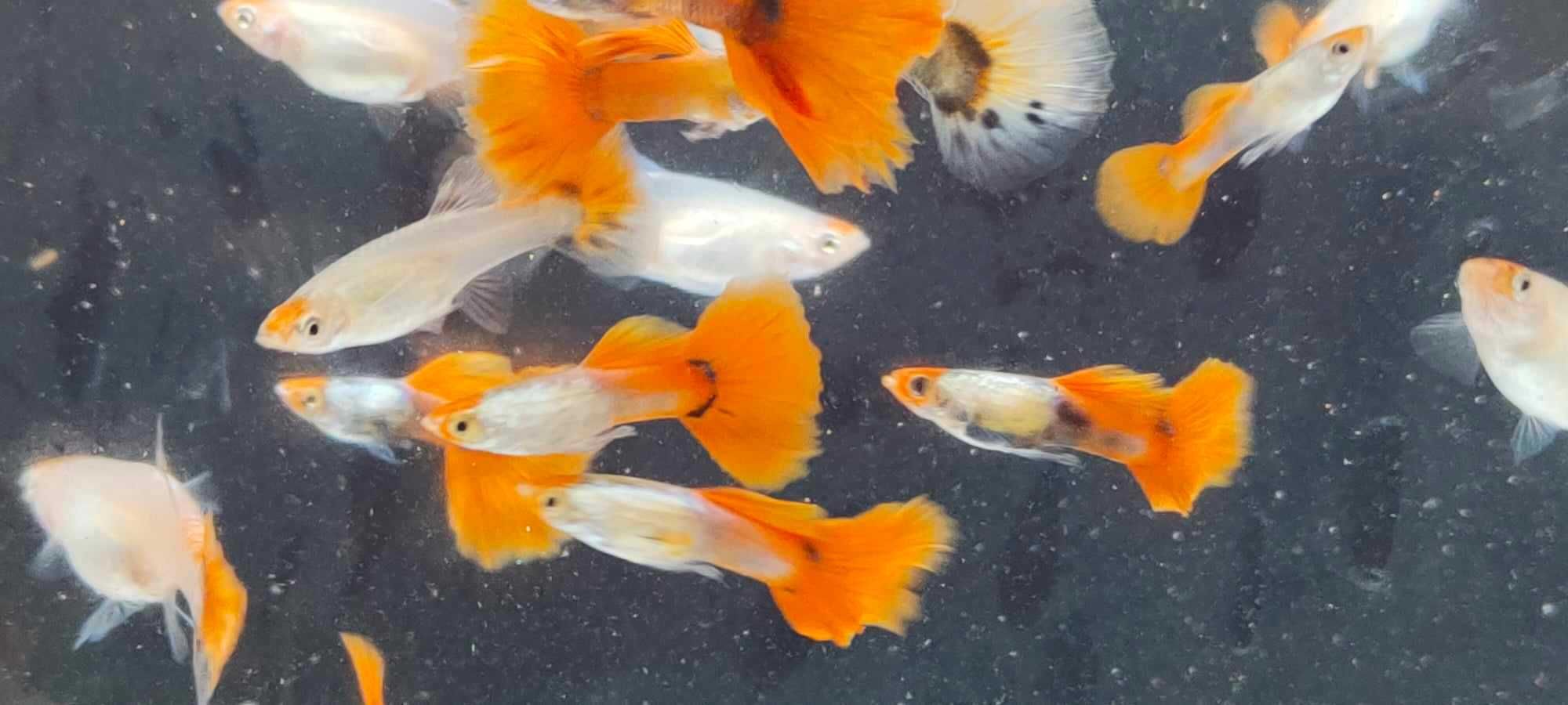 Gupik , gupiki koi platinum red tail