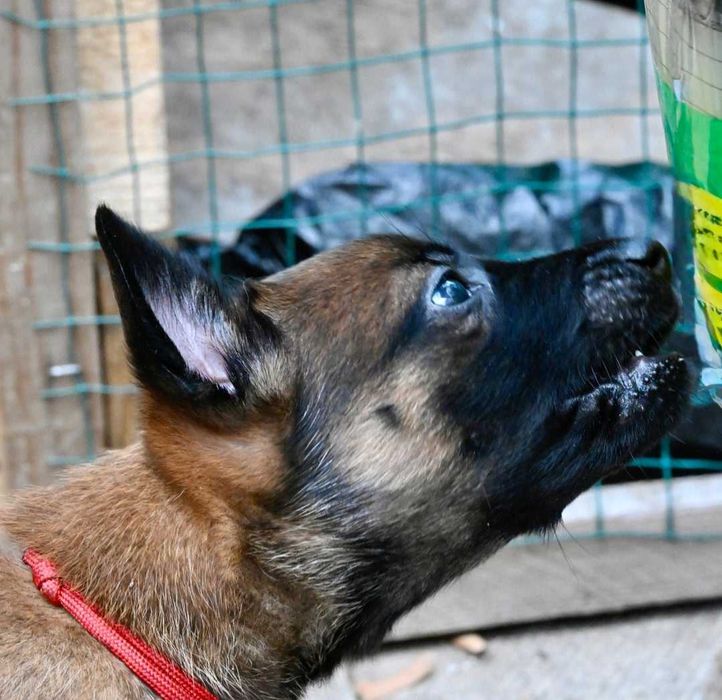 Щенята бельгійської вівчарки Малінуа! Вірний друг і захисник