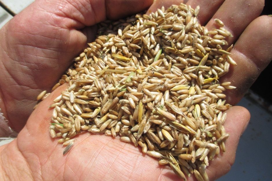 Sprzedam owies paszowy.