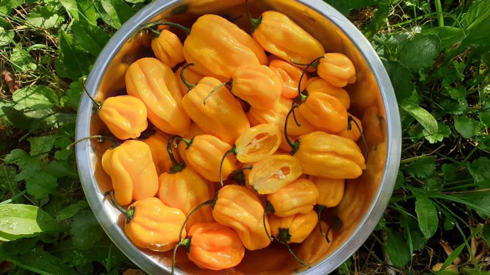 Продам насіння Habanero Yellow / Хабанеро Жовтий