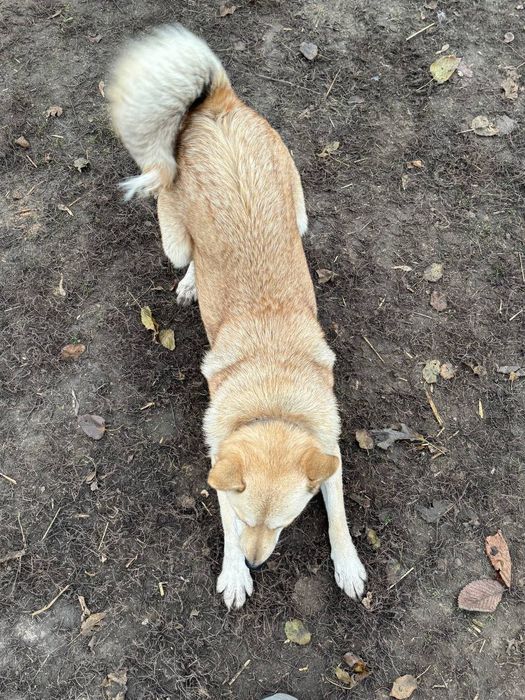 Собачка шукає дім!!!