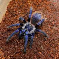 Голубые пауки птицееды новичкам тарантулы Pterinopelma sazimai малыши