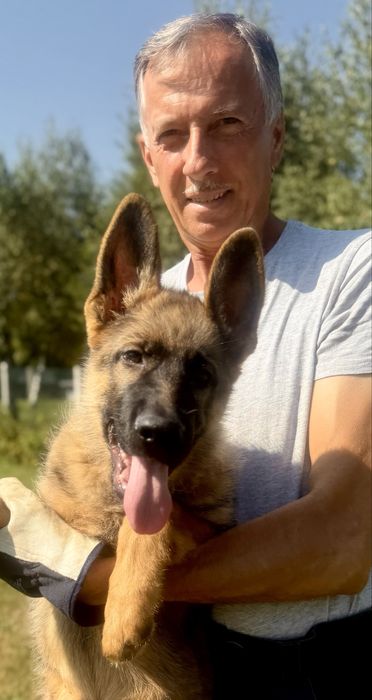 Owczarek Niemiecki Krótkowłosy - ZKwP/ FCI - Piesek WILCZASTY