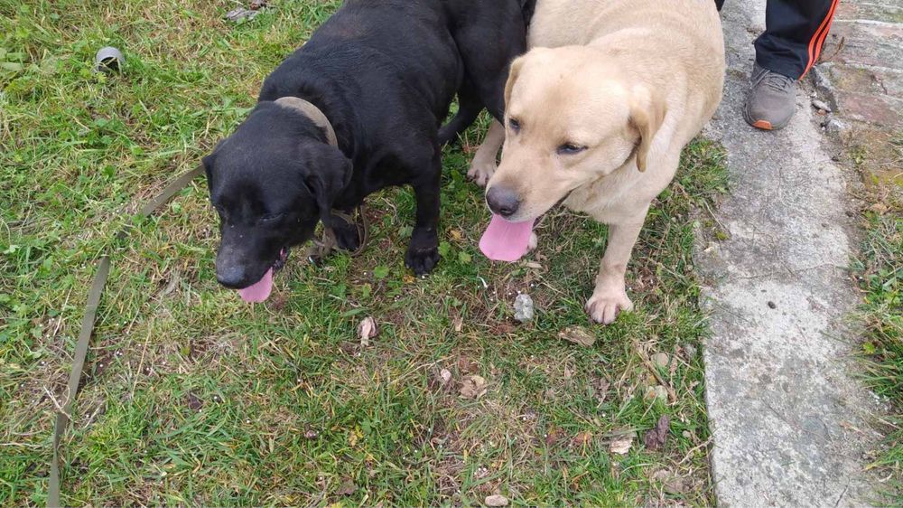 щенята лабрадори біленькі/чорненькі