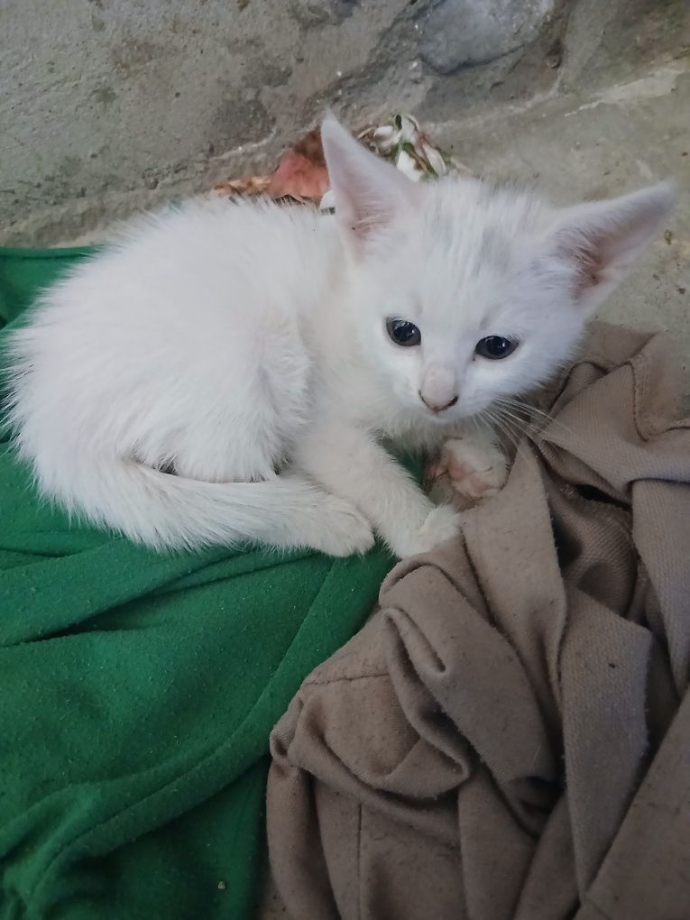 Отдам даром хороших котят