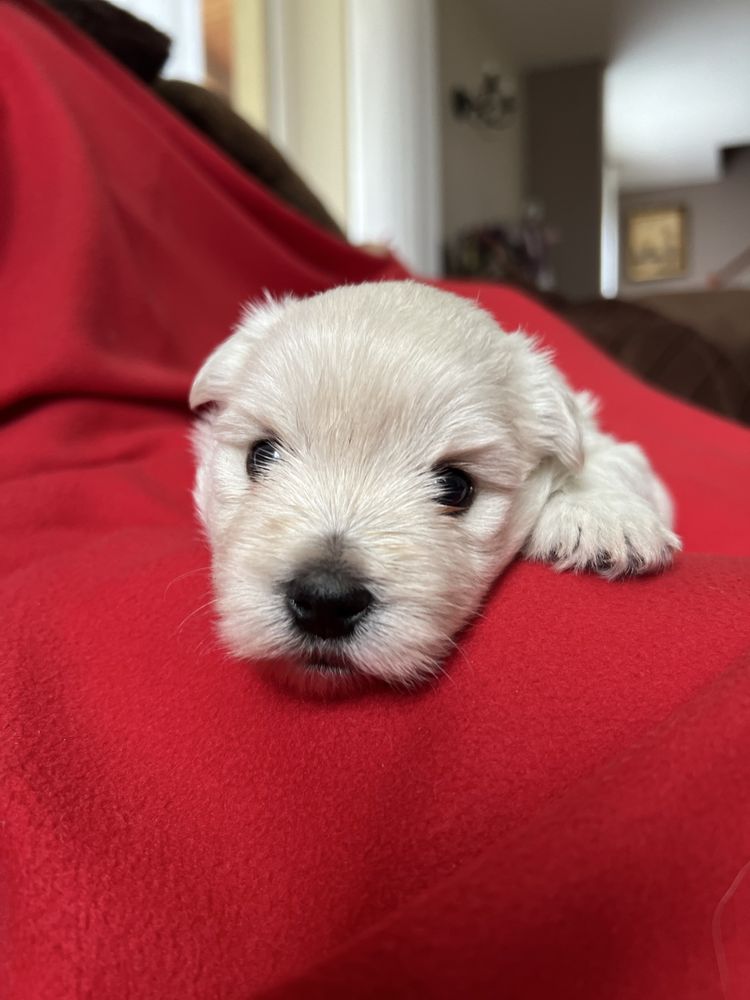 Suczka West Highland White Terrier