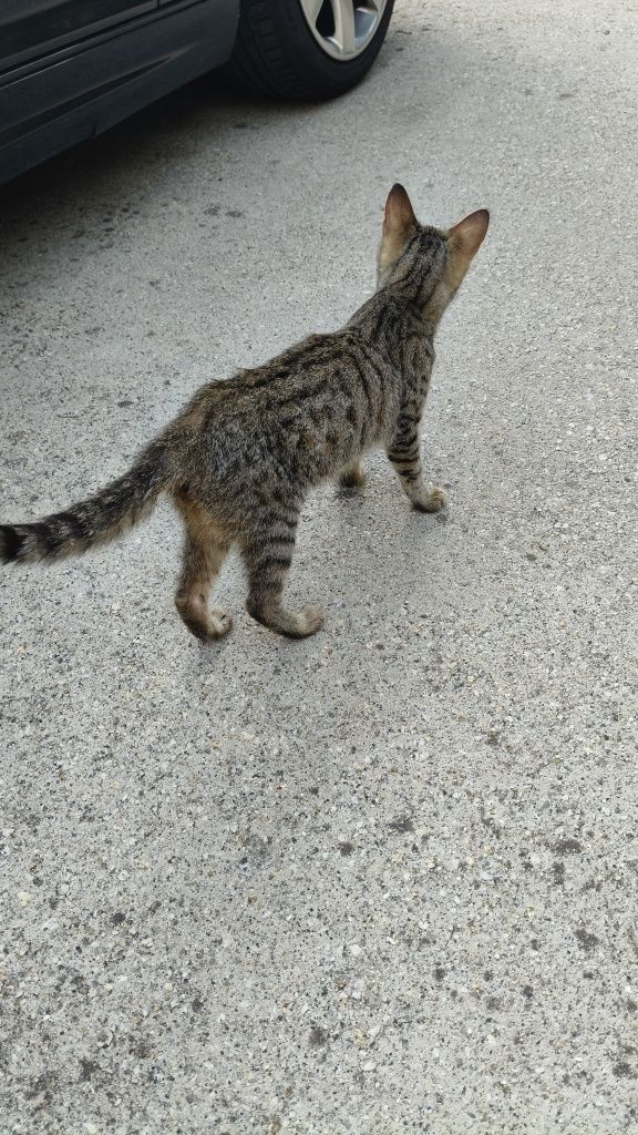 Gatinho para adoção responsável