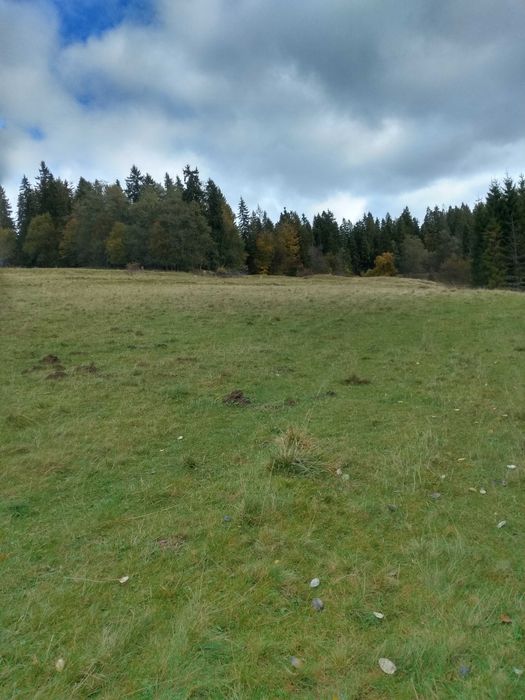 Atrakcyjna działka rolno-leśna! Sierockie-Zapasieka 38.5 . Dobra Cena!