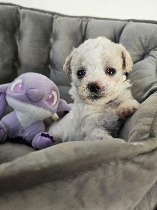 Bichon frise Cotton Monkey FCI ZkwP sunia