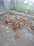 Galos do campo 8 meses