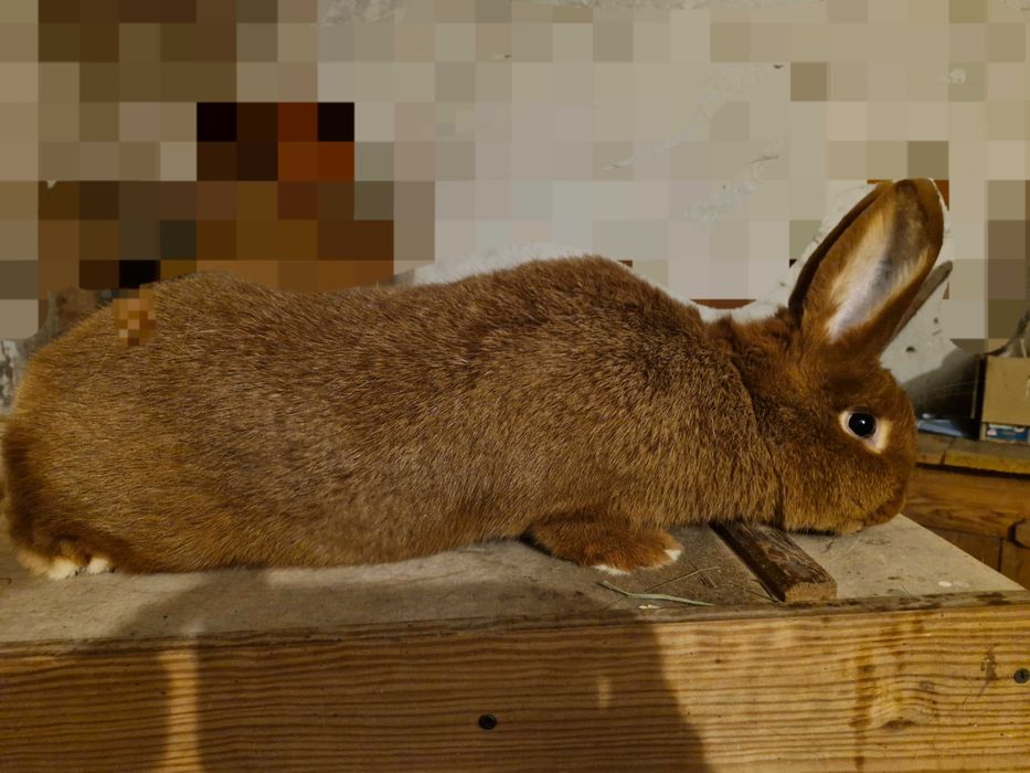 Króliki nowozelandzkie czerwone, rodowód.