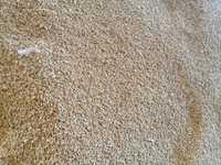Пшениця зерно продам