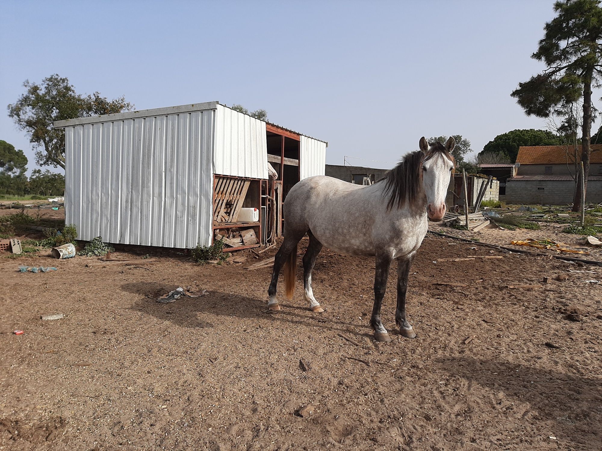 Vendo varios cavalos, a variados preços