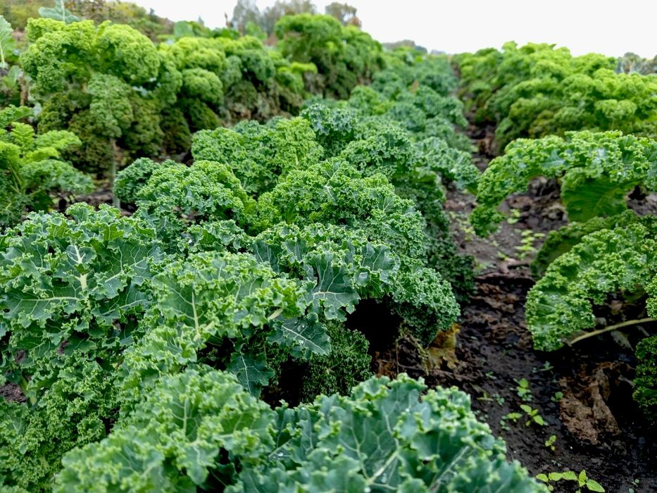 Jarmuż - świeże, zdrowe warzywa WYSYŁKA