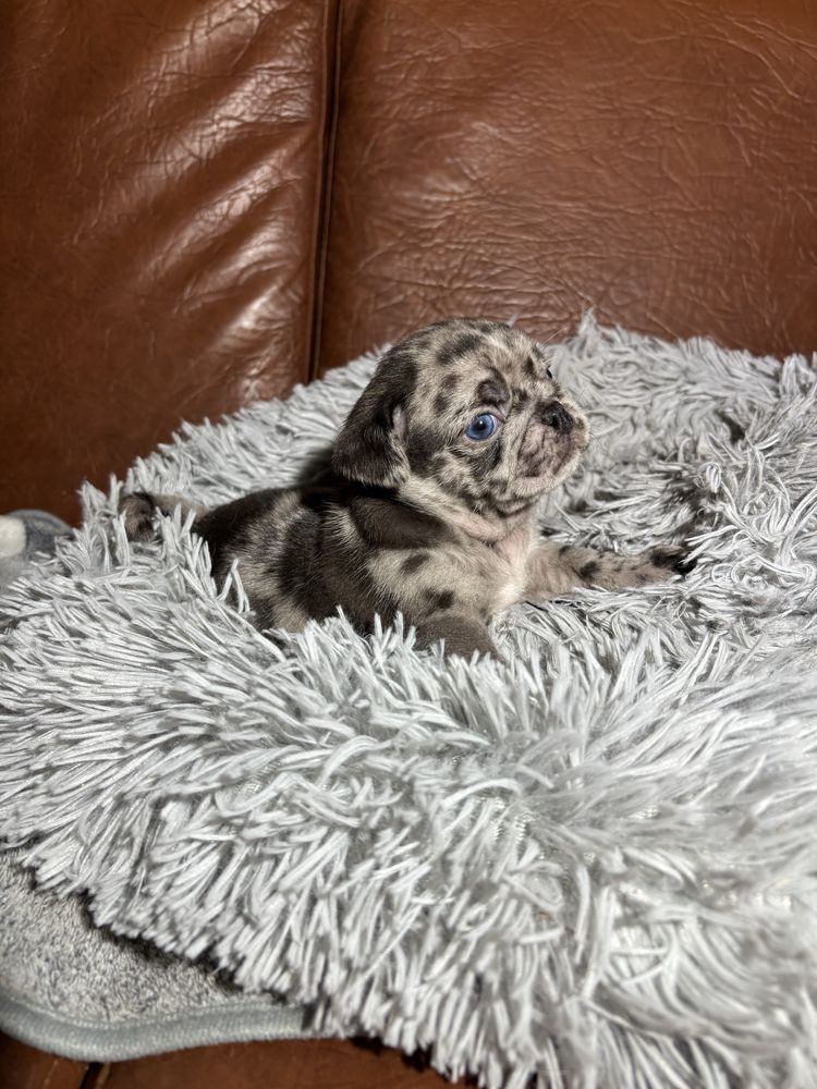 Pug Carlin Macho