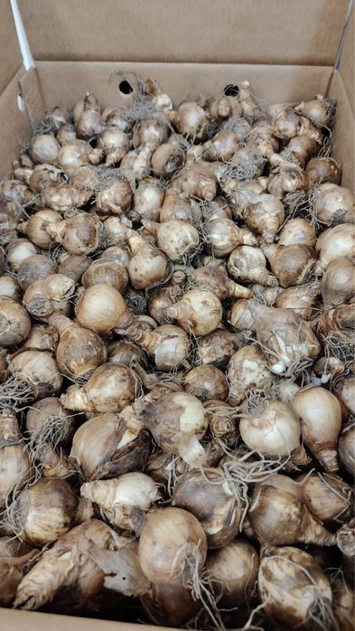 Jesienne cebulki tulipanów narcyzów narcyz tulipan mix kolorów zestaw