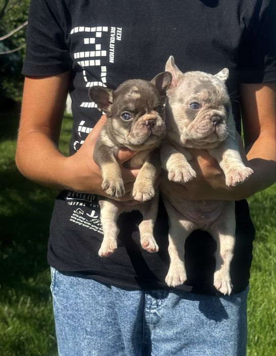 Елітні , ексклюзивні цуценята з блакитними очима