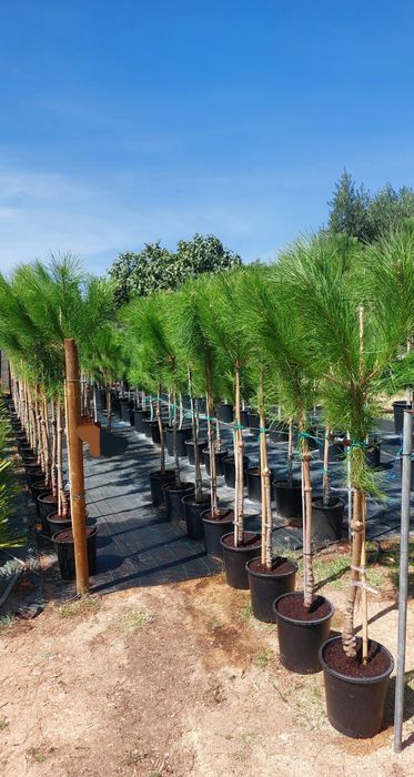 Lote 50 pinheiros mansos 1.50/1.70