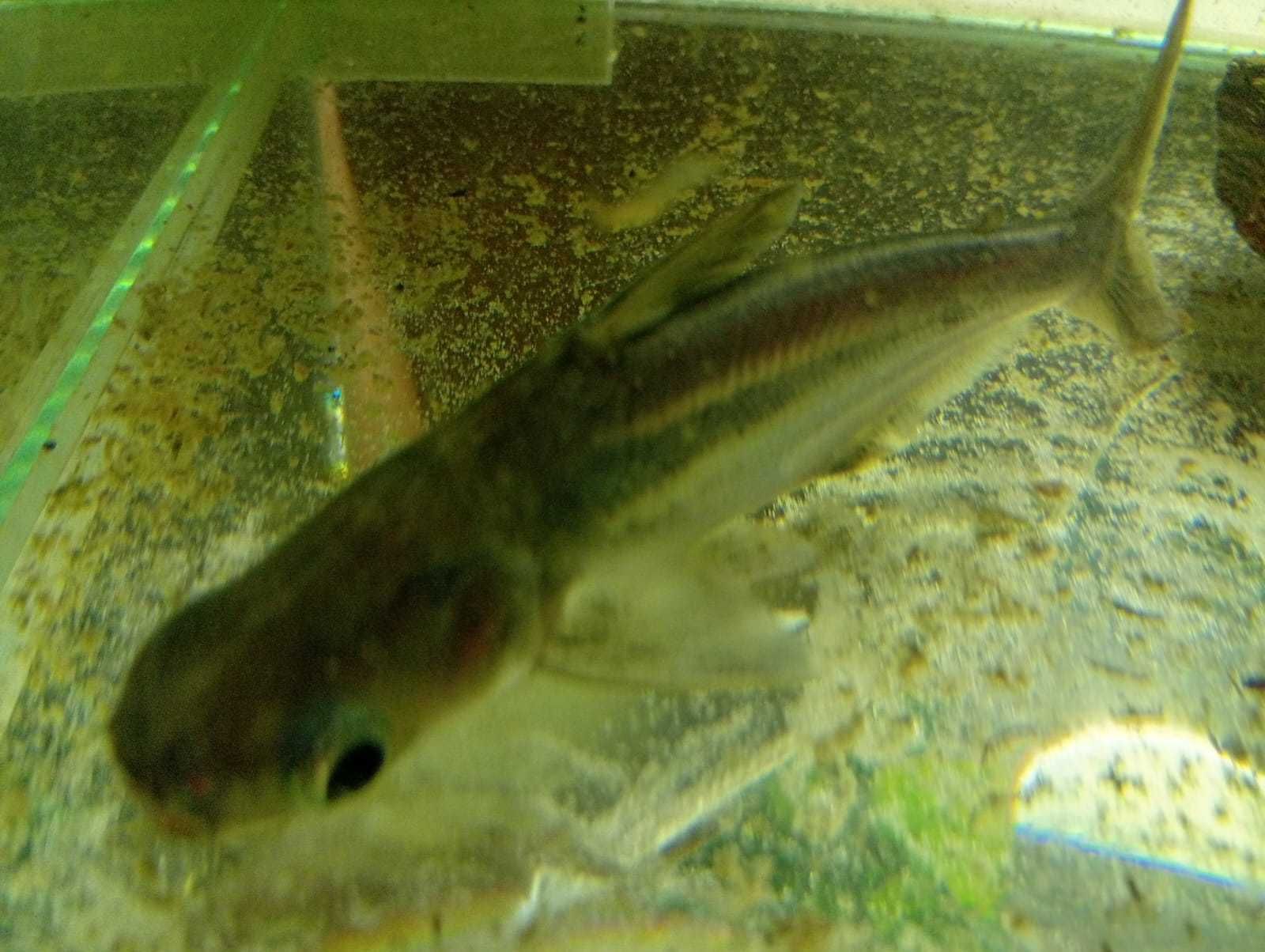 Doação – Escalar e Pangasius (“tubarão” de água doce)