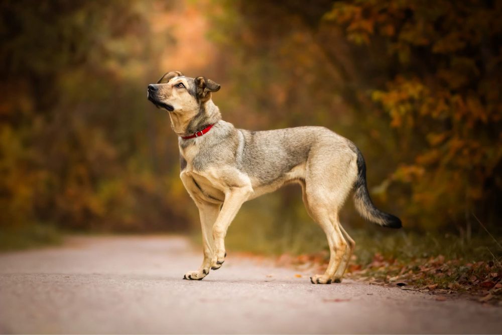 Toffi – młoda wilczkowa piękność szuka swojego człowieka