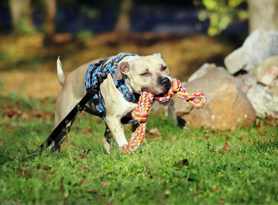 Piękna Pitbullka Renesme czeka na dom