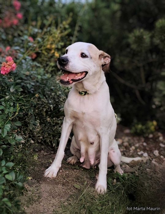 DO adopcji sliczna sunia