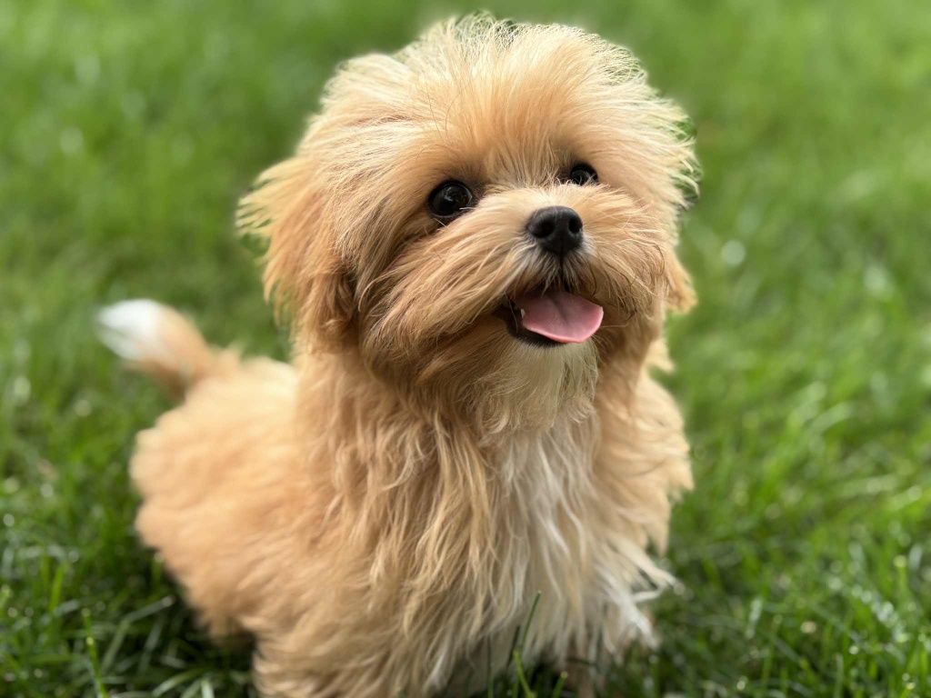 Maltipoo sunia mini