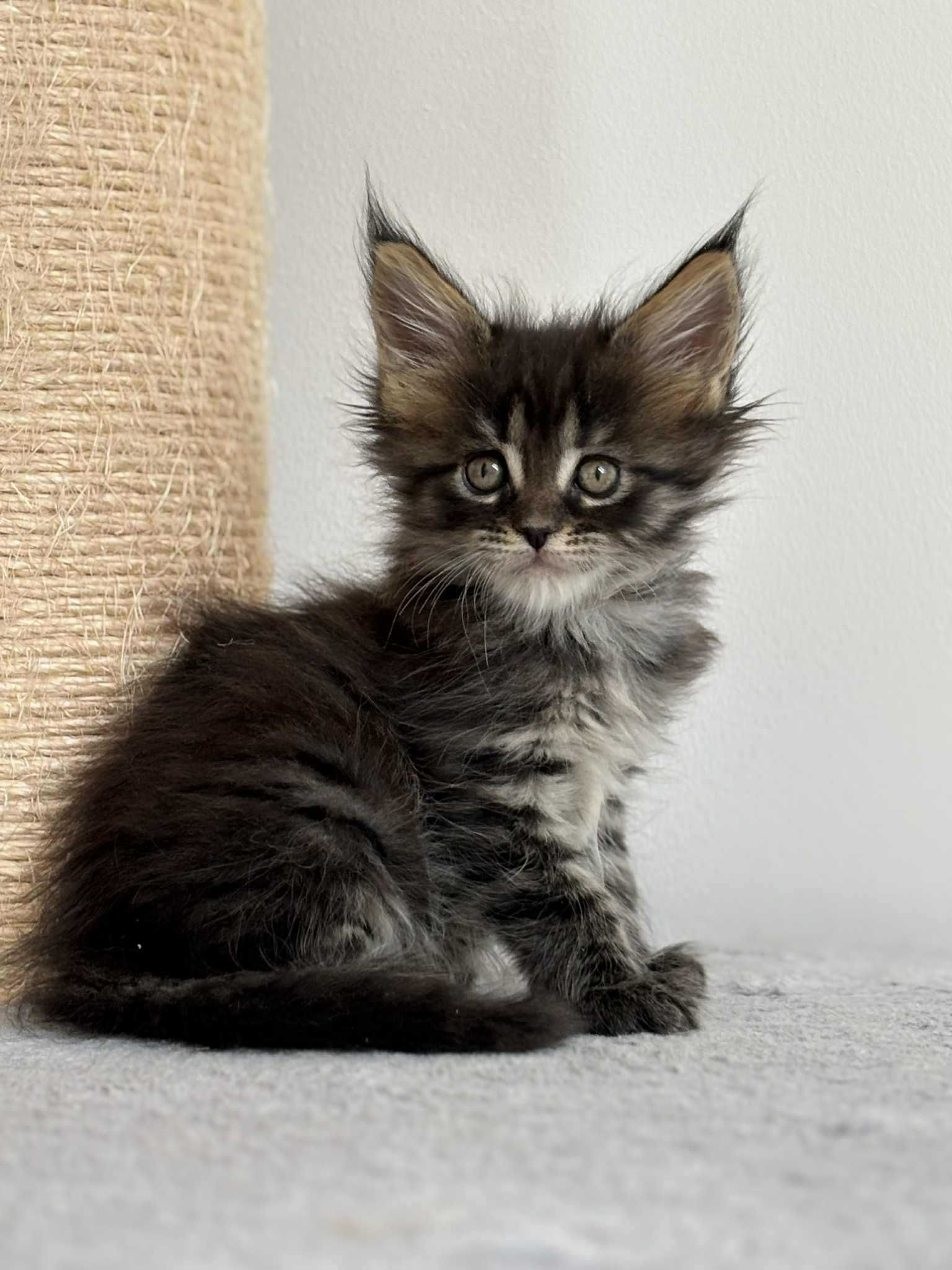 Kotka Maine Coon rodowód FPL+wyprawka