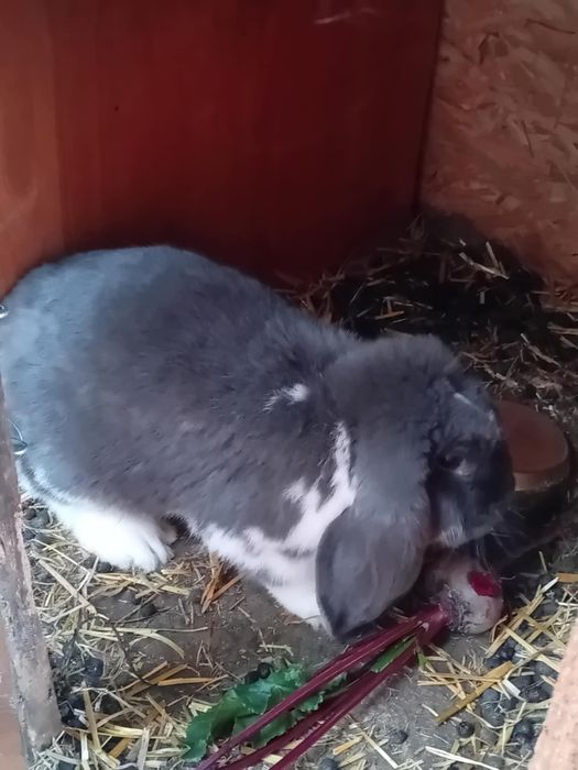Sprzedam króliki barany francuskie