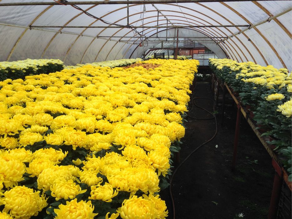 Chryzantemy wielkokwiatowe