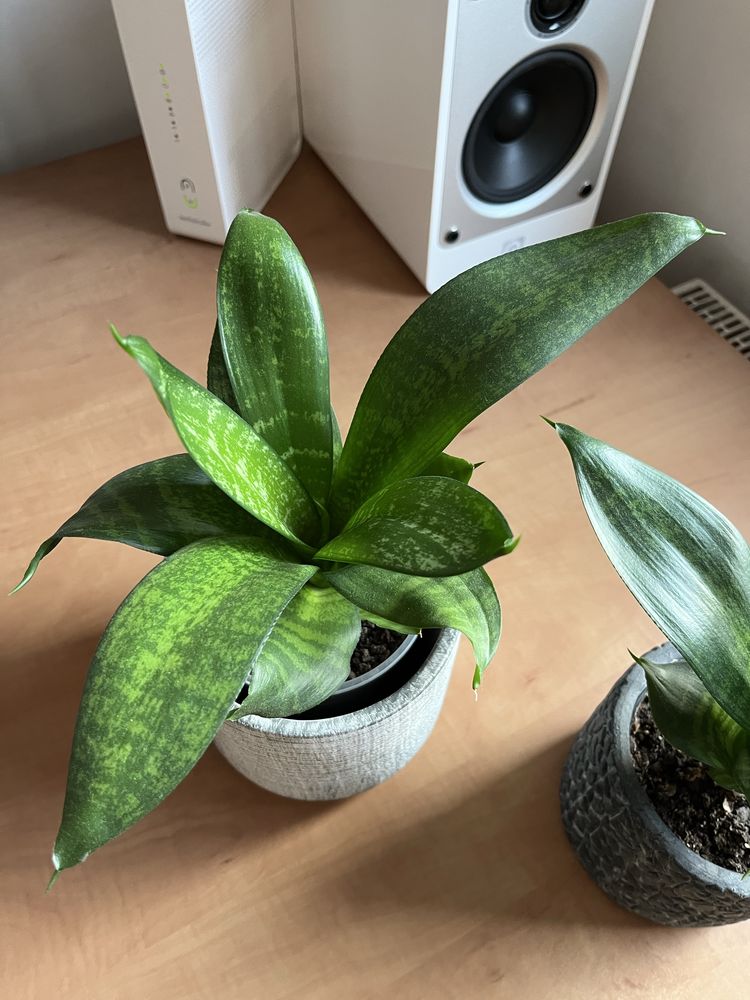Sansewieria Hahnii około 15cm wysokości