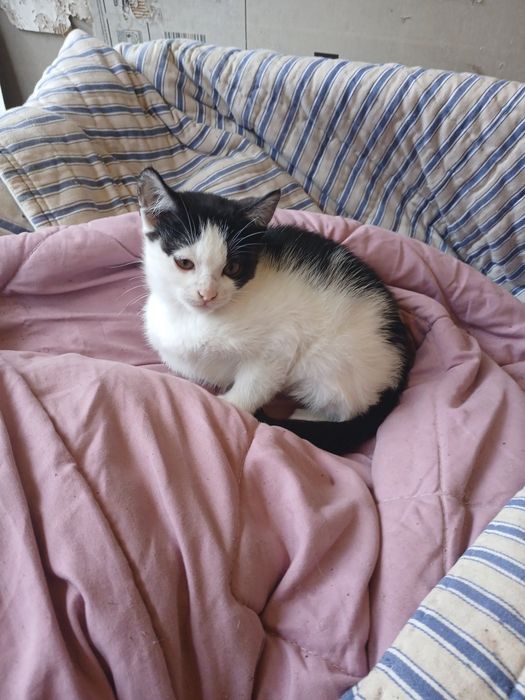 Gatinhas para doação