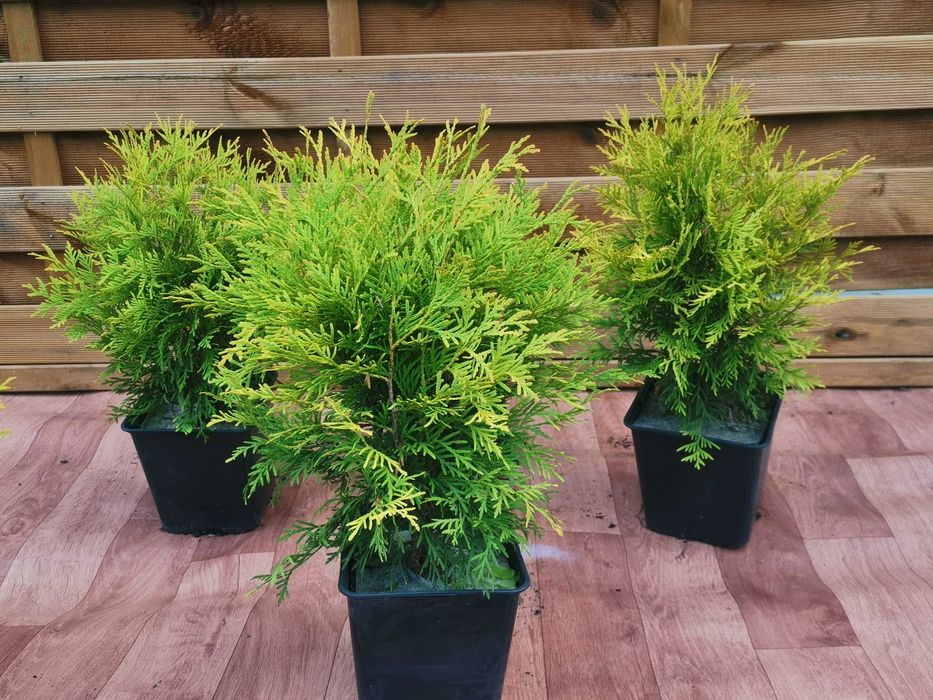Złota kulka Thuja Golden Globe 4 letnia 6 sztuk