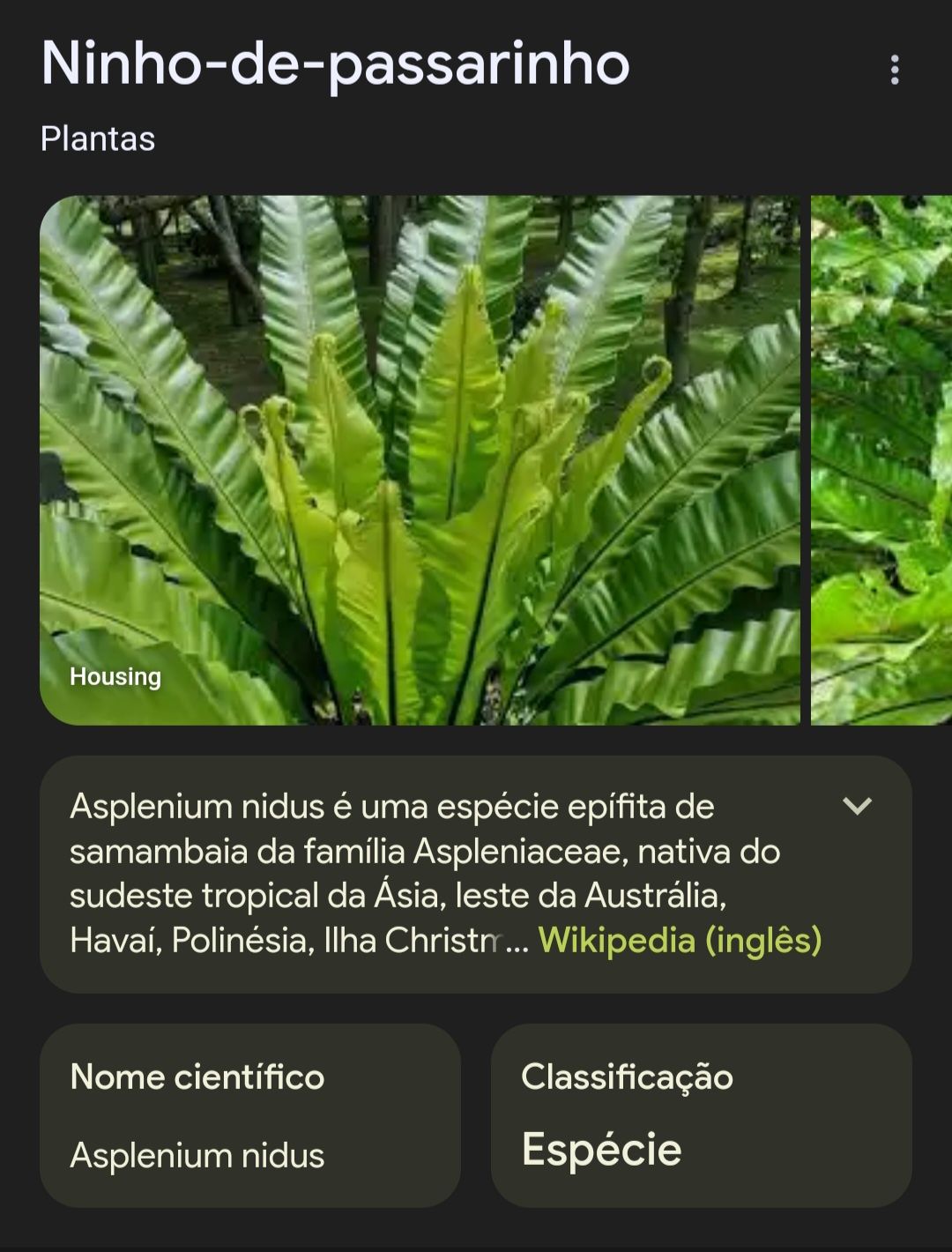 Monstera Deliciosa com 4 anos