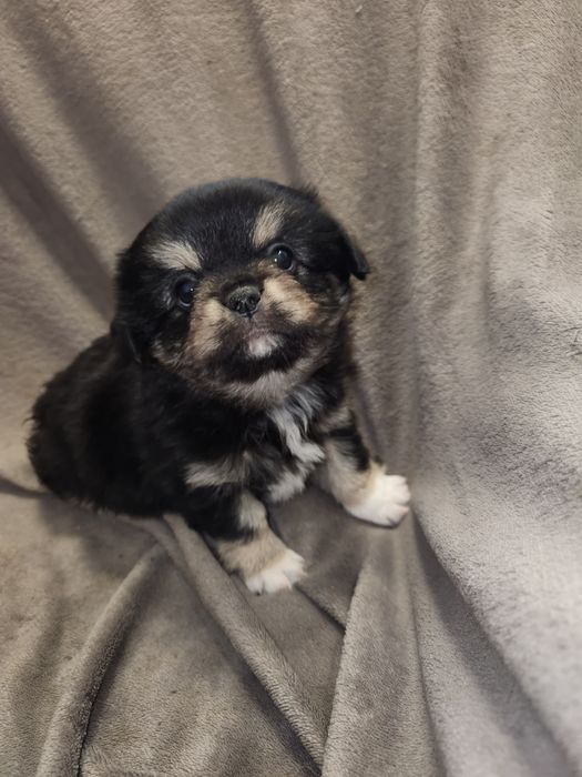 Продам маленькісобачки