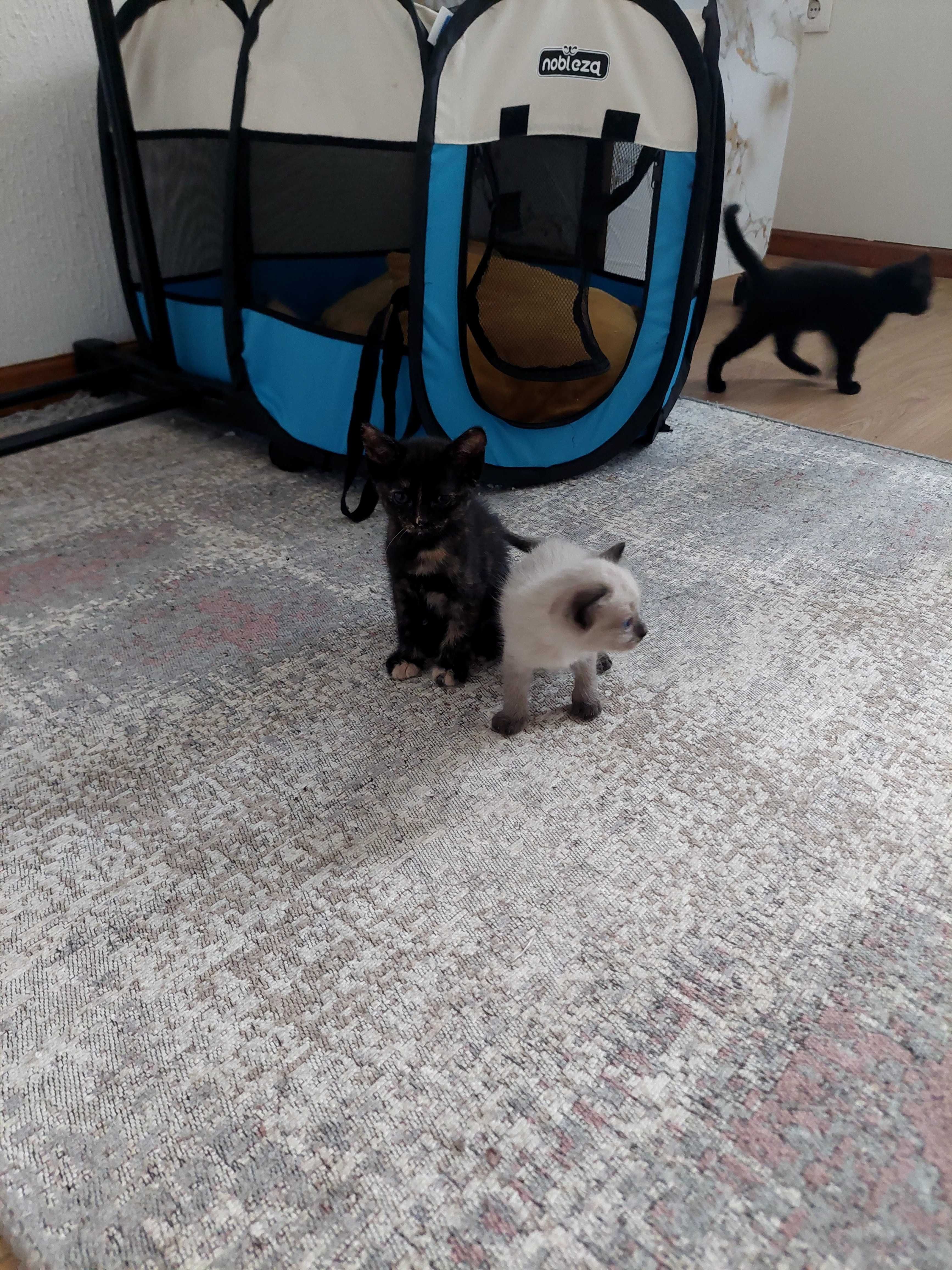 Adopção Gatinhos