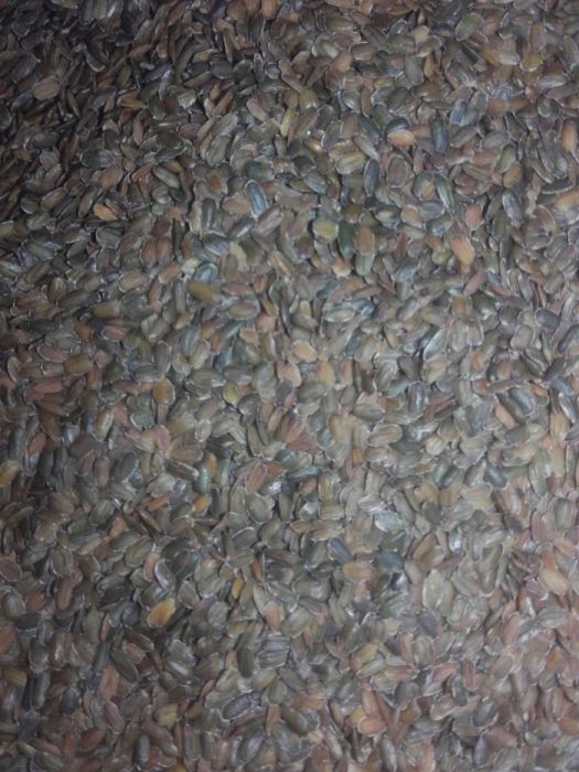 Maciejka dwuroga rórzowata