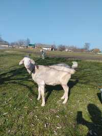 Продам заано-нубийских дойных коз