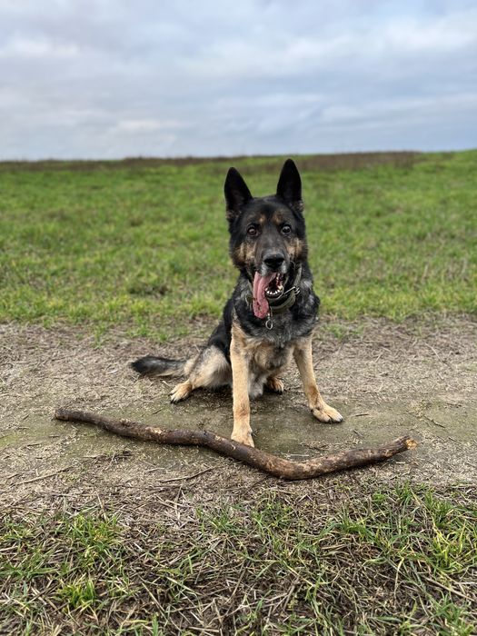 Кобель — короткошерстний німецький вівчар 2017 р., для в’язки