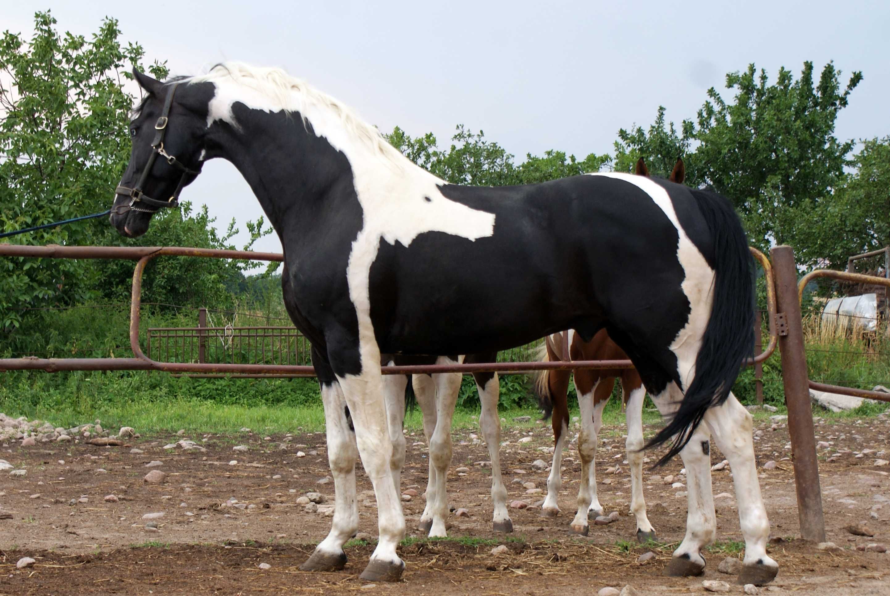 DOLAR / SP/ homozygota Tobiano / 174cm / 83 pkt.