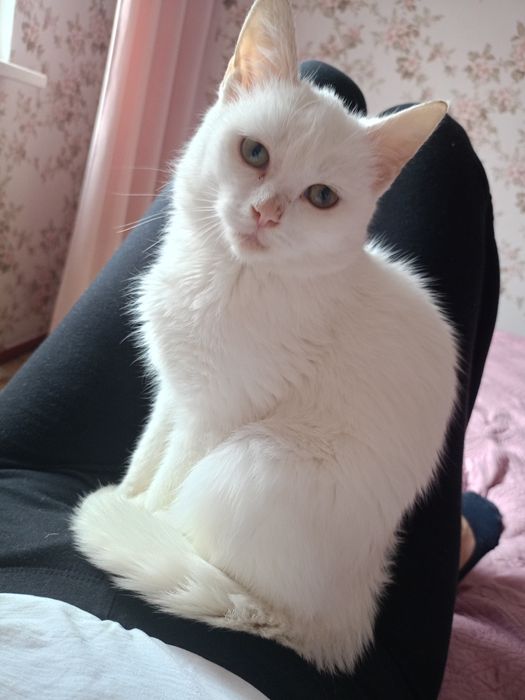 Віддам в добрі руки кошенятко  кішка біла кіт котик котеня