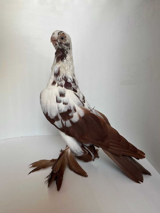 Motyl warszawski czerwony samiec