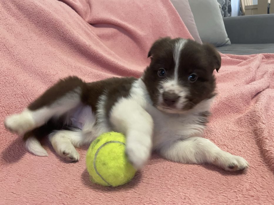 Border collie suczka