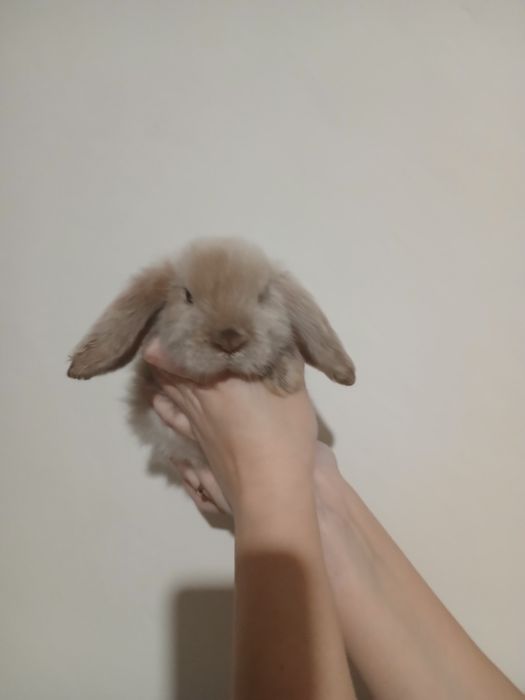 Декоративні кроленята