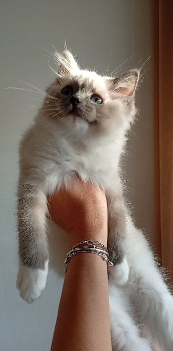 Ragdoll kociak FPL do płatnej adopcji