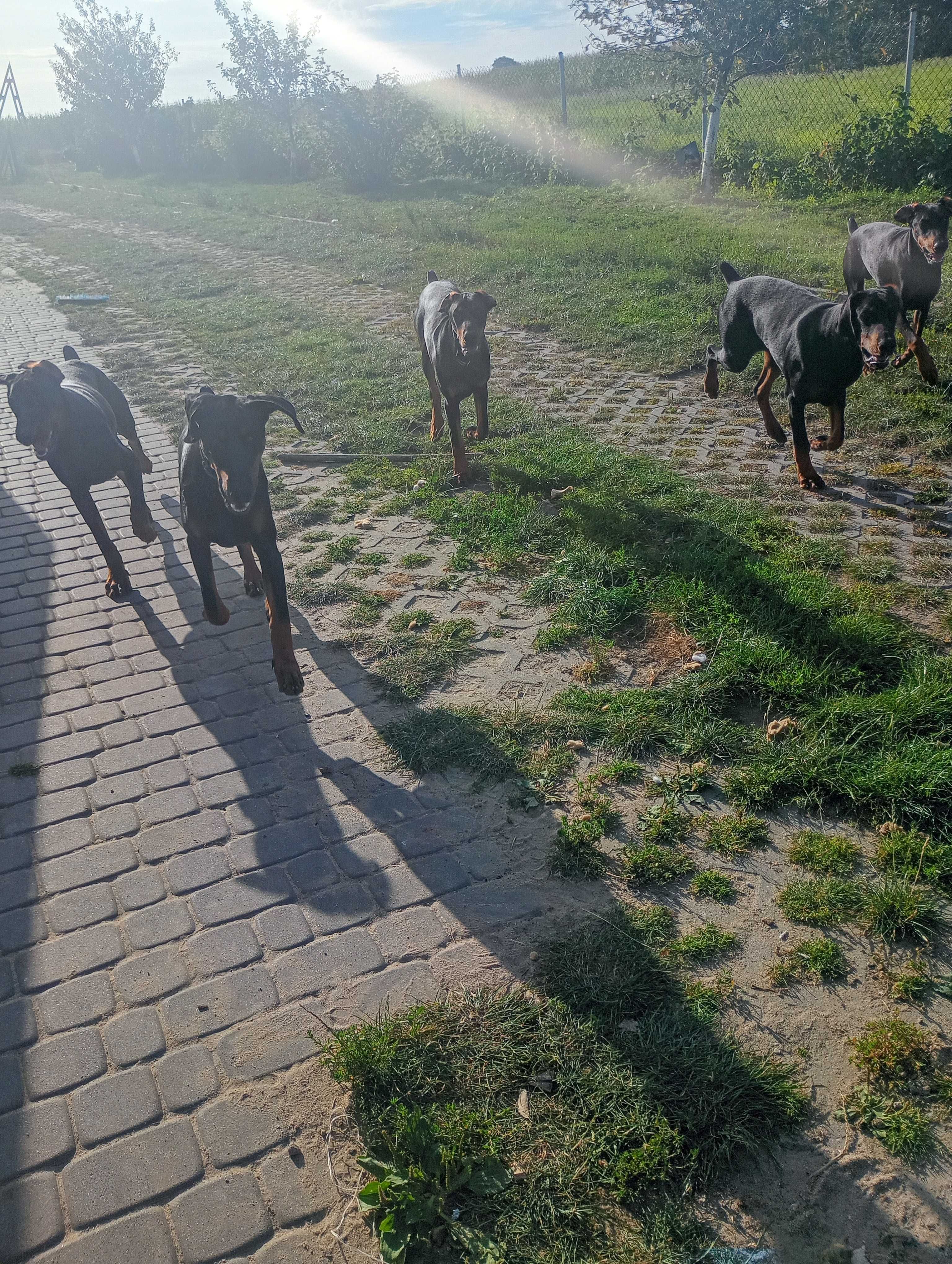 Dobermany do oddania