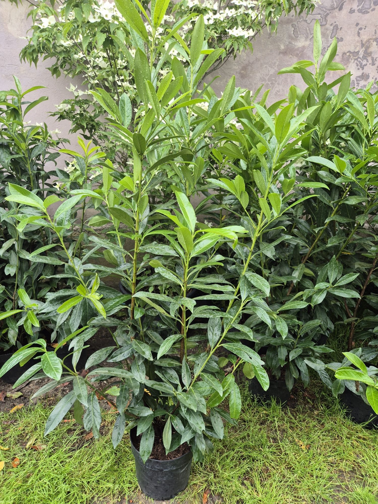 Laurowisnia Caucasica duże sadzonki 130-140cm