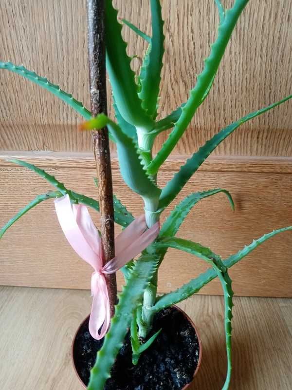Aloes roślina lecznicza  40 cm