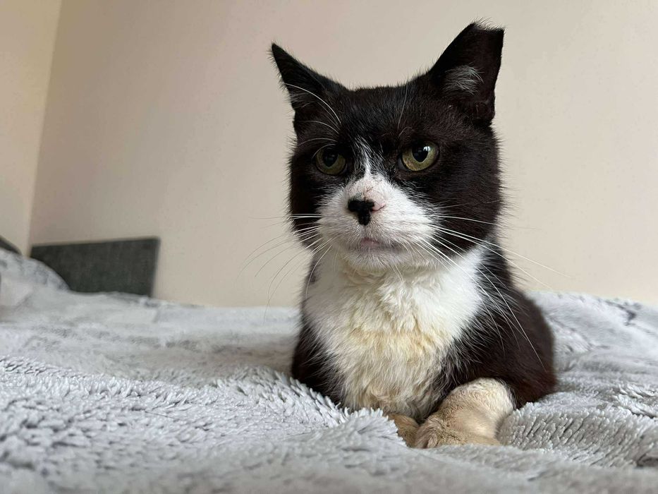 Błagam o dom dla chorego kota :( ma niewiele czasu :(