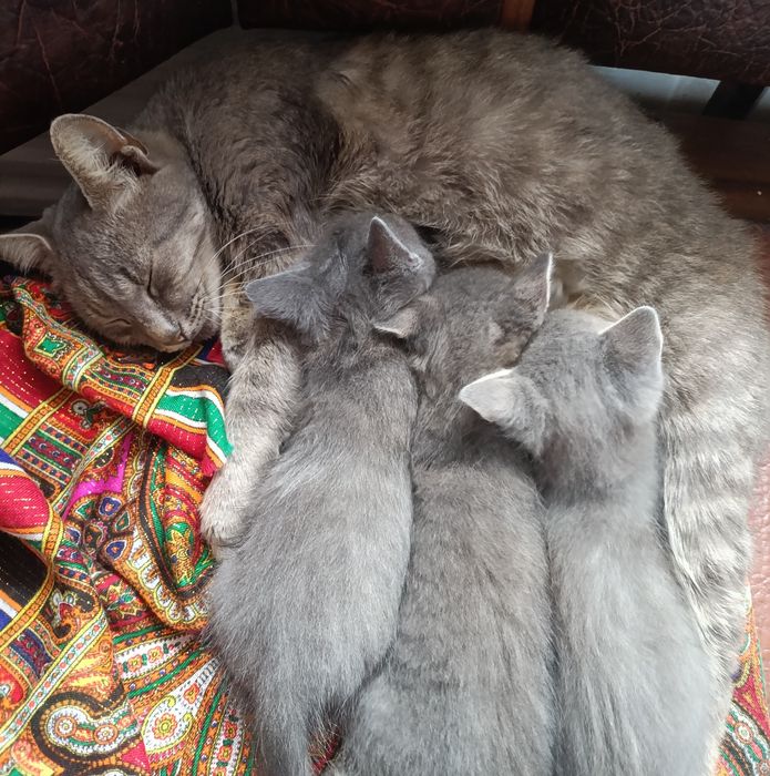 Кошеня-дівчинка - віддамо в добрі руки